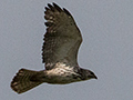 Broad-winged Hawk, Punta Robalo, Chiriqu Grande, Bocas del Toro, Panama