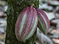 Cacao Pods, Green Acres Cocoa Plantation, Panama
