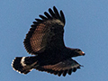 Common Black Hawk, Anton Dry Forest, Panama