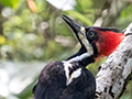 Crimson-crested Woodpecker, Semaphore Hill Road and Gamboa Rainforest Resort, Panama
