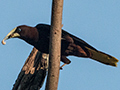 Chestnut-headed Oropendola and Nests, Valle Chiquito, Panama