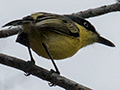 Common Tody-Flycatcher, Gamboa Rainforest Resort Marina, Panama