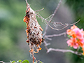 Common Tody-Flycatcher Nest, Gamboa Rainforest Resort Marina, Panama