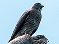Double-toothed Kite at Tranquilo Bay Lodge, Bastimentos Island, Panama