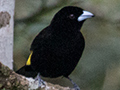 Flame-rumped Tanager (Lemon-rumped Tanager), Canopy Lodge, Panama