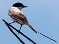 Fork-tailed Flycatcher, Anton Dry Forest, Panama