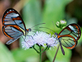 Glasswinged Butterfly, Bosque Protector Palo Seco, Bocas del Toro, Panama