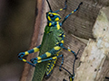 Green Grasshoppers, Altos del Maria, Panama