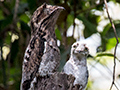 Great Potoo With Nestling, Pipeline Road, Panama