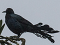 Great-tailed Grackle, La Mesa, Panama