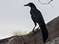 Great-tailed Grackle, Country Inn and Suites, Panama City, Panama