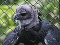 Captive Harly Eagle, Parque Municipal Summit, Panama