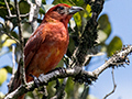 Hepatic Tanager, La Mesa, Panama