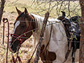 Cowboy's Horse, Anton Dry Forest, Panama