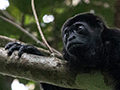 Mantled Howler Monkey, Rainforest Discovery Center, Panama