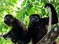 Mantled Howler Monkey, Green Acres Cocoa Plantation, Panama
