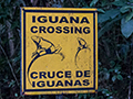 Iguana Crossing, Gamboa Rainforest Resort, Panama