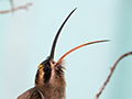 Long-billed Hermit, Canopy Tower, Panama