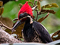 Lineated Woodpecker, Tranquilo Bay Lodge, Bastimentos Island, Panama