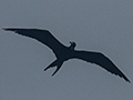 Magnificent Frigatebird, Bird Island (Swan's Key), Bocas del Toro, Panama