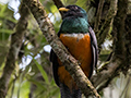 Orange-bellied Trogon, Cerro Gaital Natural Monument, Panama