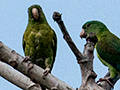 Orange-chinned Parakeet, Gamboa, Panama