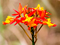 Orange Flower, Continental Divide, Bocas del Toro, Panama