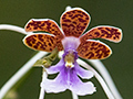 Orchid, Cerro Gaital Natural Monument, Panama