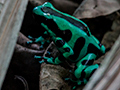 Green and Black Poison Dart Frog, Green Acres Cocoa Plantation, Panama