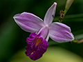 Purple Flower, Tranquilo Bay Lodge, Bastimentos Island, Panama