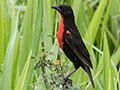 Red-breasted Meadowlark, Punta Robalo, Chiriqu Grande, Bocas del Toro, Panama