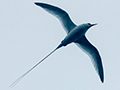 Red-billed Tropicbird, Bird Island (Swan's Key), Bocas del Toro, Panama