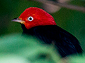 Red-capped Manakin, Tranquilo Bay Lodge, Bastimentos Island, Panama
