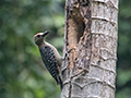 Red-crownded Woodpecker, Canopy Lodge, Panama