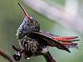 Rufous-tailed Hummingbird, The Harrisons' Feeders, Cerro Azul, Panama