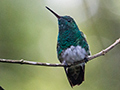 Snowy-bellied Hummingbird, The Harrisons' Feeders, Cerro Azul, Panama