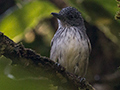 Spot-crowned Antvireo, Cerro Gaital Natural Monument, Panama