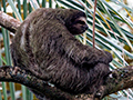 Three-toed Sloth, Tranquilo Bay Lodge, Bastimentos Island, Panama