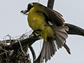 Social Flycatcher Constructing Nest, La Mesa, Panama