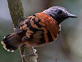 Spotted Antbird, Canopy Tower, Panama
