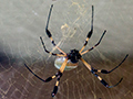 Golden Orb Spider, Tranquilo Bay Lodge, Bastimentos Island, Panama