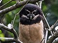 Spectacled Owl, Hannibel's, Panama
