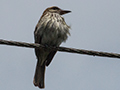 Streaked Flycatcher, Gamboa Rainforest Resort, Panama