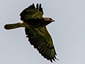 Swainson's Hawk, Punta Robalo, Chiriqu Grande, Bocas del Toro, Panama