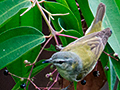 Tennessee Warbler, Tranquilo Bay Lodge, Bastimentos Island, Panama