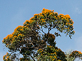 Flowring Tree, Gamboa Rainforest Resort, Panama