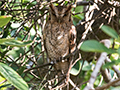 Tropical Screech-Owl, Anton Dry Forest, Panama
