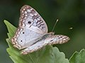 White Peacock Butterfly, Tranquilo Bay Lodge, Bastimentos Island, Panama
