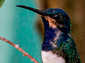 White-necked Jacobin, Canopy Tower, Panama