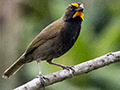 Yellow-faced Grassquit, La Mesa, Panama and Canopy Lodge Environs, Panama